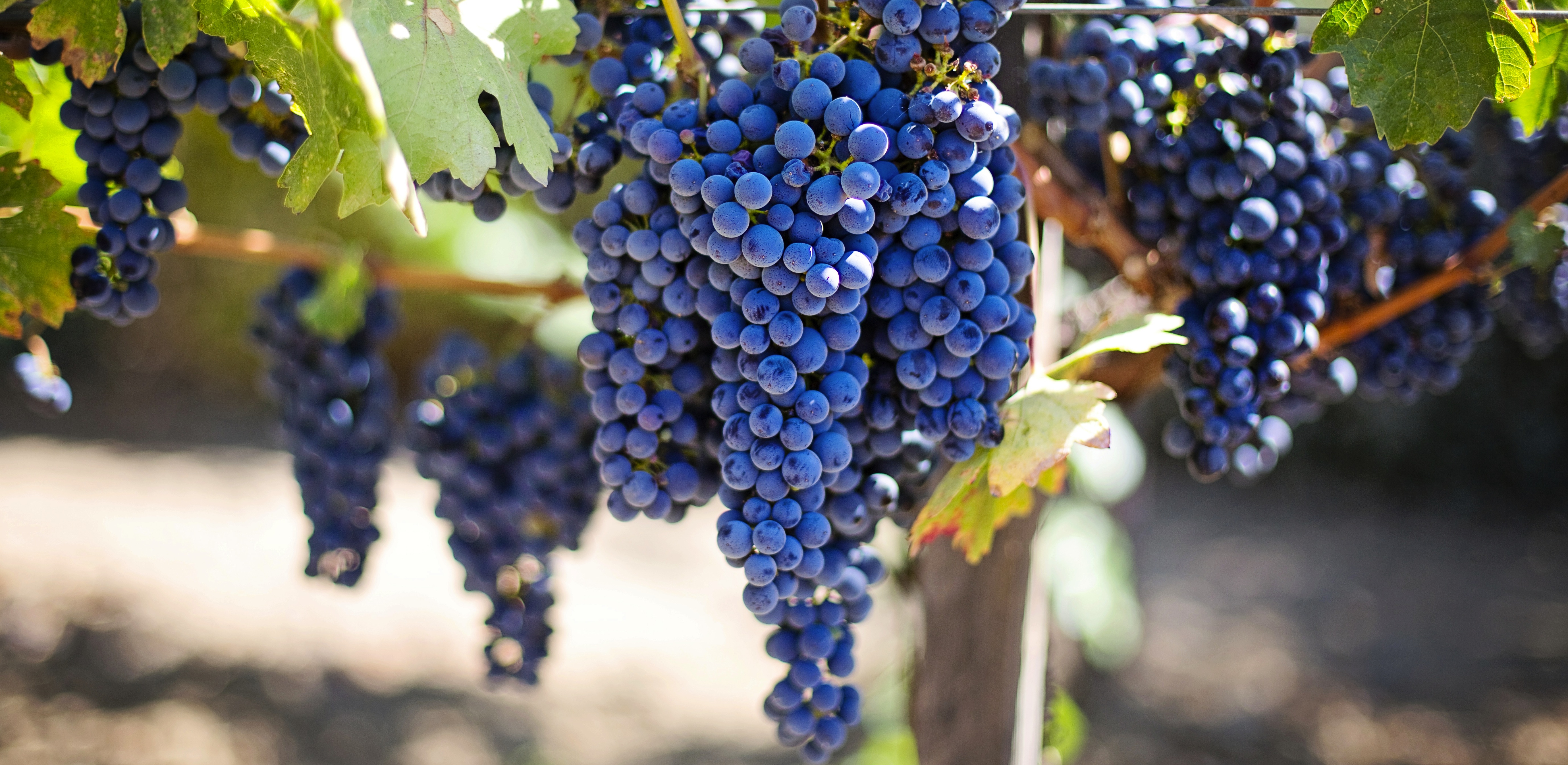 Purple Grapes at a Vineyard