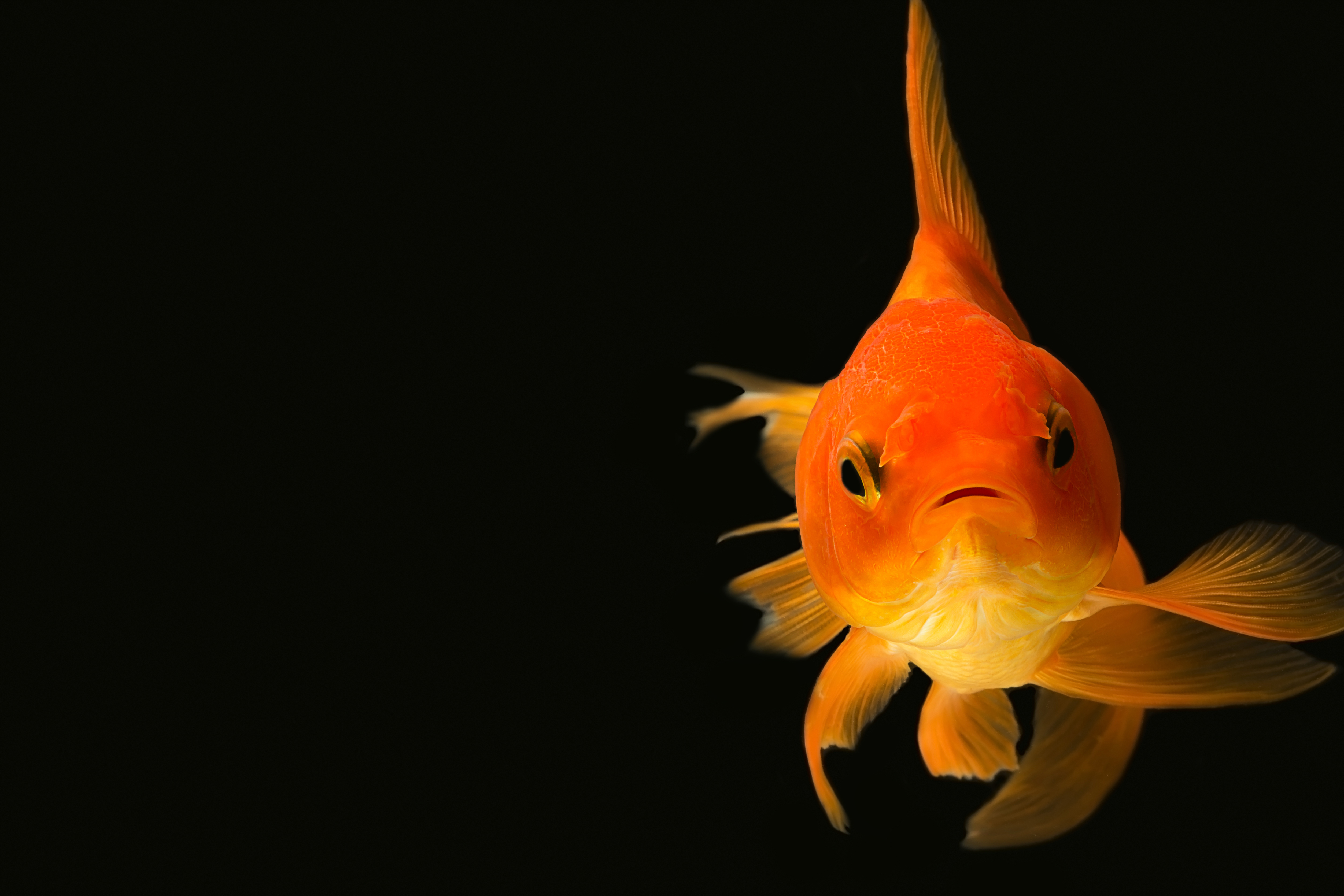 Up Close Goldfish