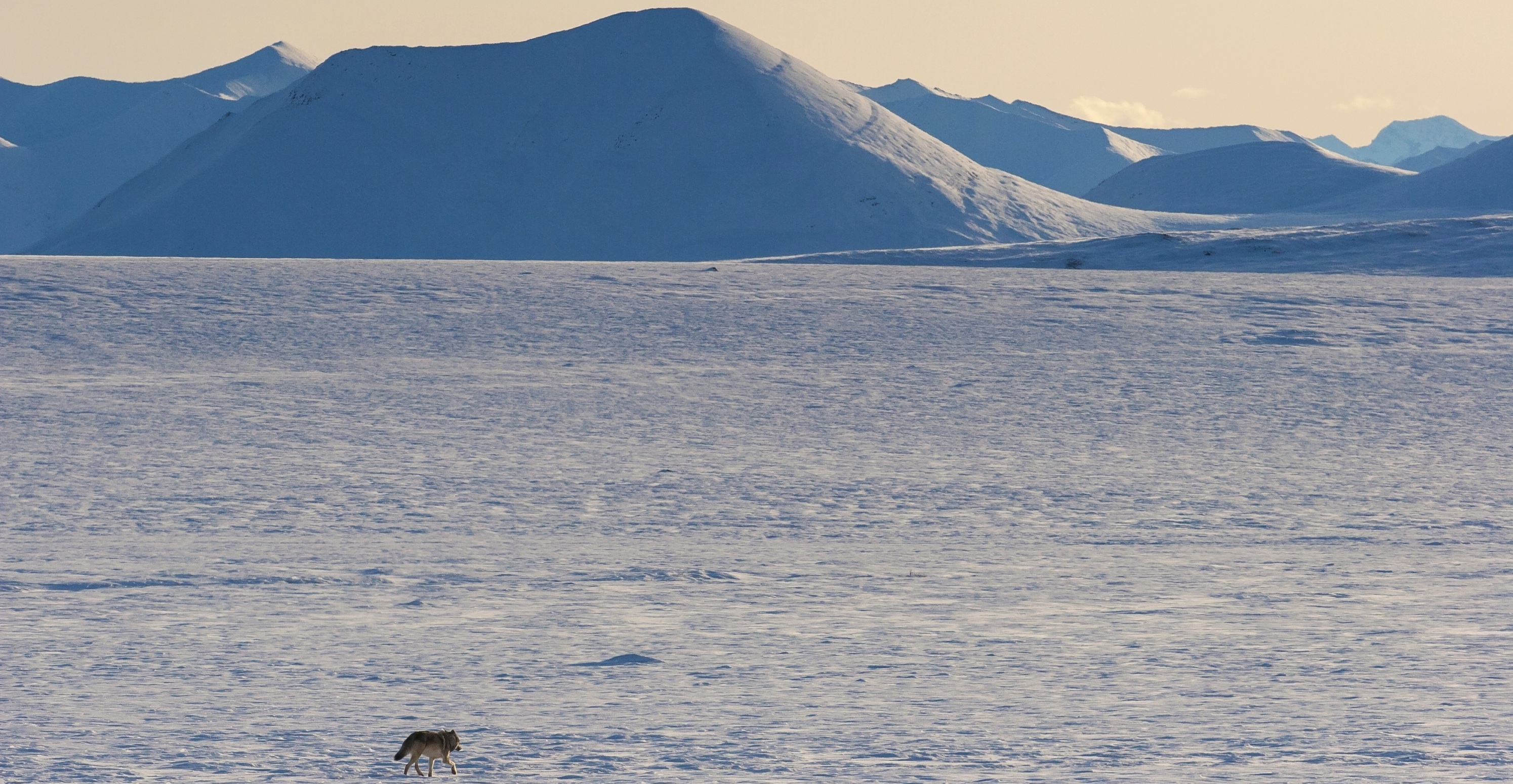 Barren Tundra with Wolf